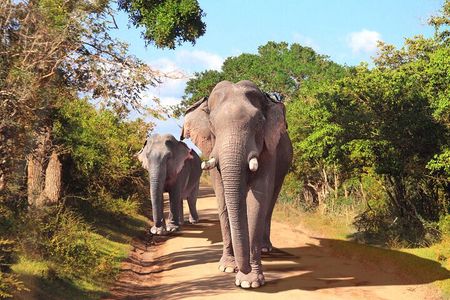 YALA SAFARI TOUR From Galle/Unawatuna/Mirissa/Matara/Tangalle