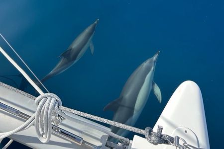 Catamaran 2.5h Morning Sailing Manilva Tapas Welcome Drink Dolphins