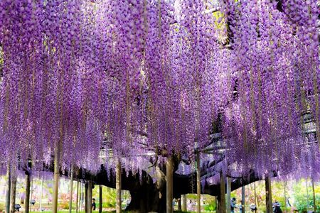 Ashikaga Flower Fantasy and Fruit Picking Tour from Tokyo