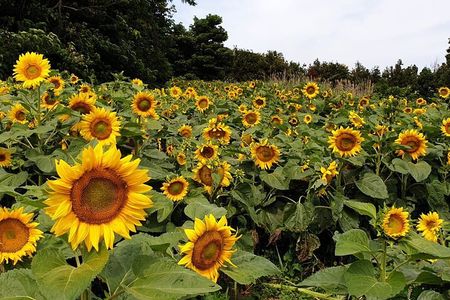 Full Day 12 hours whole Jeju Island private flexible tour