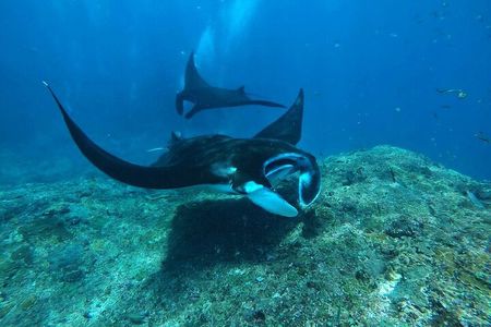 Half Day Snorkeling with Manta Ray Nusa Penida