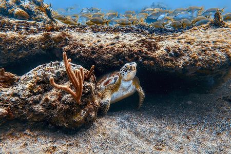 Family Snorkeling Tour