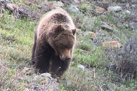2 Day Yellowstone Safari Upper and Lower Loop Bozeman