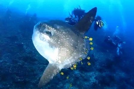 6 Days Galapagos Island Hopping With Diving