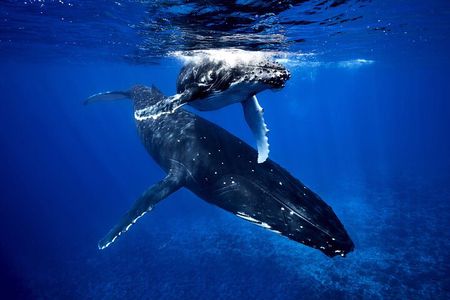 WHALE TOUR - Watching and Swimming with Whales