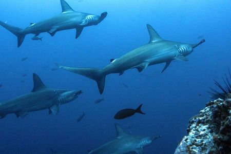 8 Day Galapagos Island Hopping For Divers