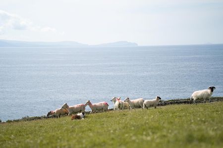 Sheepdog Demonstrions, Pet Lambs and Beehive Huts