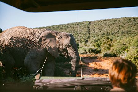 Full Day Pilanesberg Safari with Lunch and Guided Game Drives