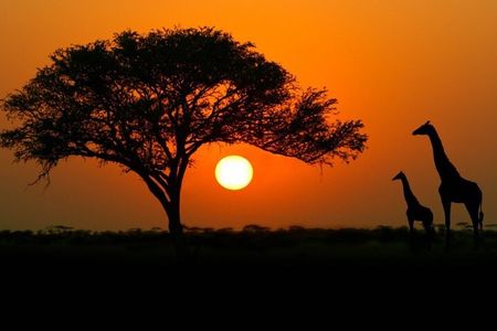 4-days budget safaris in Serengeti, Ngorongoro, and Tarangire 