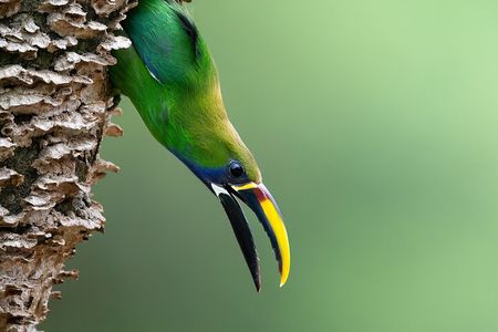 Monteverde Cloud Forest Guided Tour
