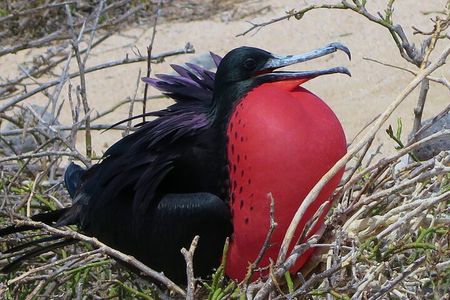 North Seymour and Bachas or Mosquera Beach Yacht Day Tour