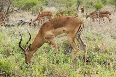 Shai Hills Safari & Boat Cruise Day Tour