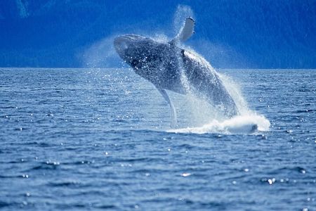 Juneau Whale Watch Adventure