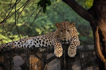 Jaipur Half Day Tour with Jhalana Leopard Safari