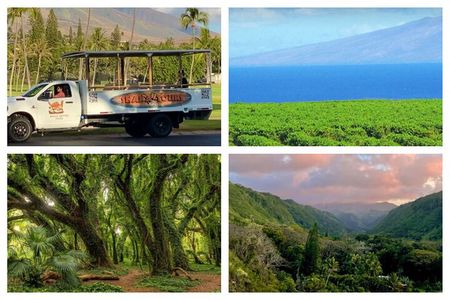 Fun! Open-Air Banyan Tree and Blowhole Sight-Seeing MauiTour!
