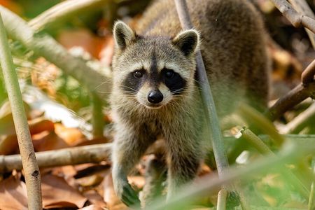 Miami: Half-Day Private Boat Charter to Raccoon Island & Sandbar