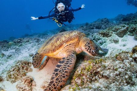 Discover Scuba Diving With Sea Turtles – Xiaoliuqiu, Taiwan