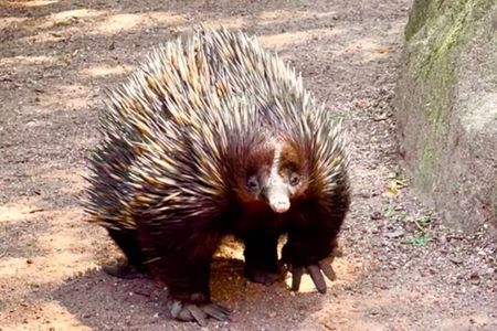Baby Animals, Boomerangs and BBQ Lunch