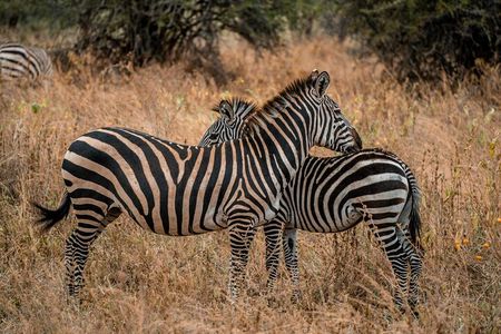 5 Day Group Camping Safari in Tanzania's Wildlife Parks