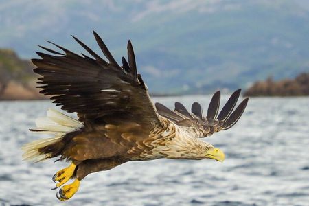 Sea Eagle and Seal Safari from Henningsvaer
