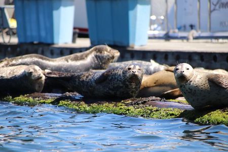 Liberty Bay Wildlife Kayaking 