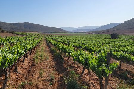 Private South Vineyards Premium Tour – Tastings & Lunch Included