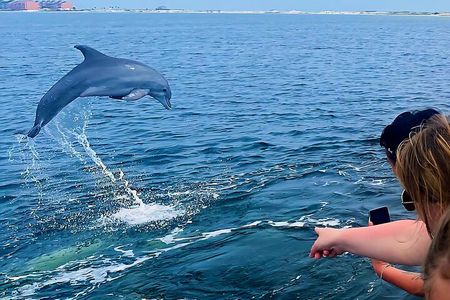 Dolphin Cruise Adventure in Pensacola Beach
