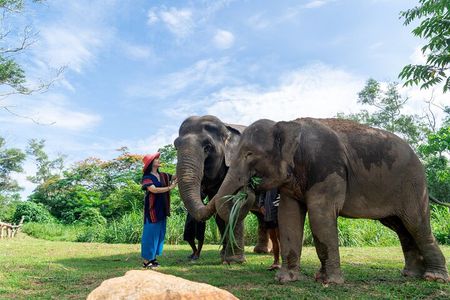Elephant Sanctuary Small Group Tour in Phuket