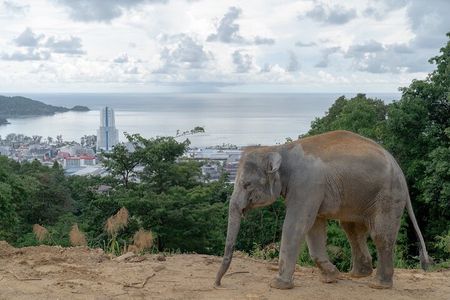 Guide Tour to Patong Ethical Elephant Nature Park
