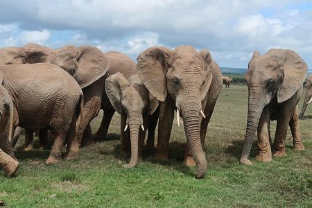 Half Day Addo Elephant Park and Coastal Tour