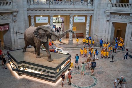 Smithsonian Natural History Museum Exclusive Guided Tour