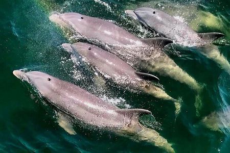 Pensacola Beach Dolphin and Scenic Tour