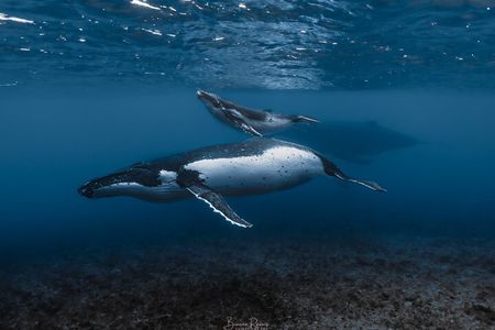 Whale Watching Shared Half Day 