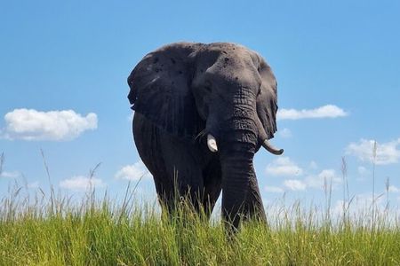 Chobe National Park with Lunch: From Victoria Falls Zimbabwe