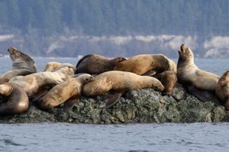 Port Townsend Wildlife Watching Cruise