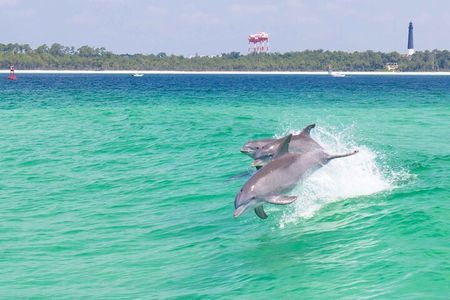 Pensacola Beach Dolphin and Scenic Tour
