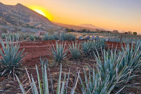 Alma Tequilera : Taste, Feast and Tradition. Sensory Tasting