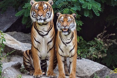 5 Day Golden Triangle with Ranthambore (Taj Mahal Sunset/Sunrise)