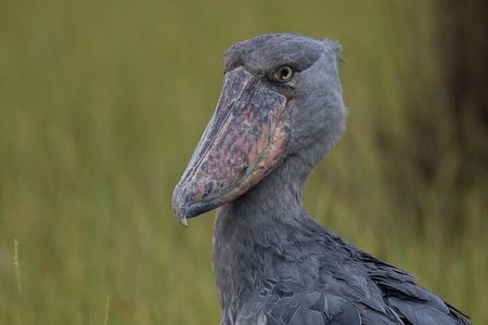 Shoebill Excursion and Watching Experience at Mabamba 
