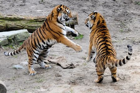 8 Days Golden Triangle Tour with Ranthambore Tiger Tour