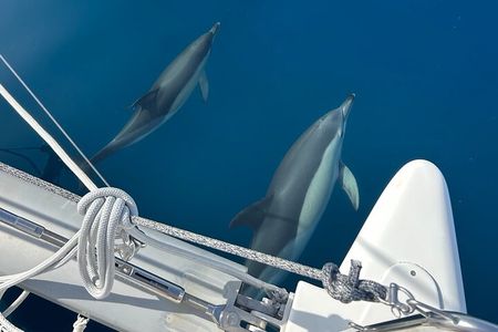 Catamaran Sailing Experience Manilva Tapas Drink Dolphins Swim Stop
