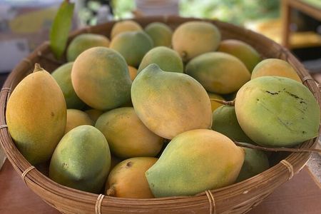 Tour a Hidden Mango and Coconut Orchard at Lahaina