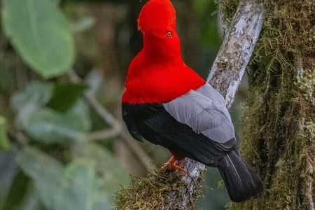Mindo Bird Watching Tour from Quito