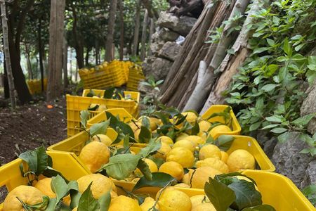 Amalfi Coast - Maiori: Path of Lemons Tour with Tasting