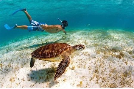 Snorkel with Sea Turtles