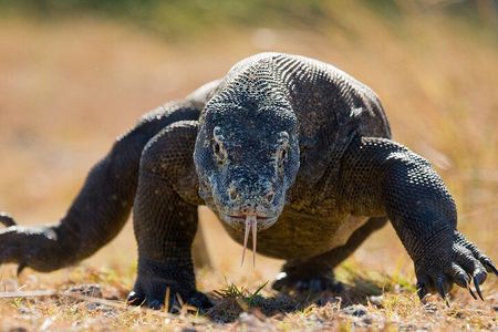  Daily Komodo Island Shared Tour by Speedboat