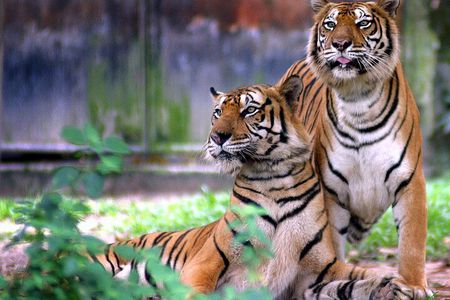 7 Day Golden Triangle Tour with Ranthambore Tiger Tour