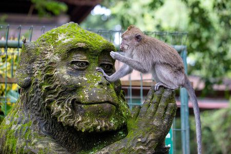 Discover The Best of Ubud: All-Inclusive and Private Guided Tour