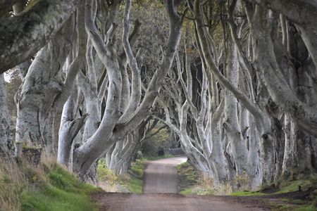 Private Day Trip from Dublin to Giant’s Causeway, Belfast & More