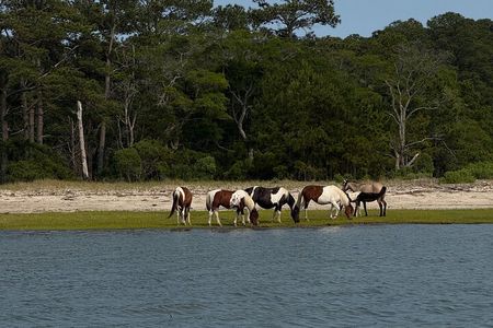 Wildlife Boat Tour with Wild Ponies and Dolphins in Chincoteague